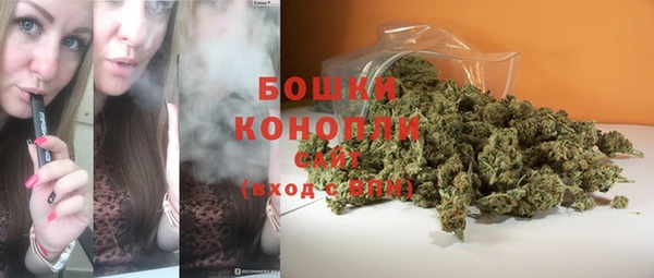 индика Ельня