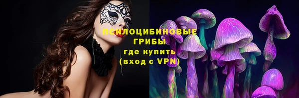 индика Ельня